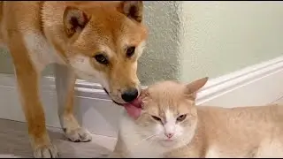 [Pepper the Shiba] shiba chill with cat