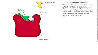 Enzyme structure - Properties of enzymes