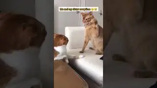 me and my sister everytime 😠😅... #cute #cat #fight #funny #trending #shorts