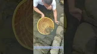 Rural Fishing Technique: Harvesting Minnows with a Straw Hat