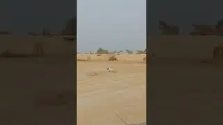Greyhound chasing rabbit