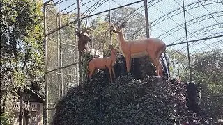 Zoo da chatlure # manipur 