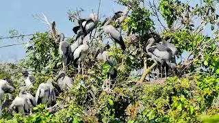 Nature Sound Flight Above Earth The Hidden World of Birds Revealed Ep70