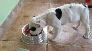 INCRÍVEL ALIMENTAÇÃO PARA SEU PITBULL!!!