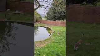 Ducks calm down near Pond #ducks #chicken #pond #nature #water #greenary #trees #farm #newsam