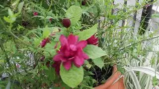 Coltivare arbusti in vaso sul balcone o sul terrazzo. Calycanthus e Jasminum.