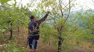 transferring of oak tasar silkworm