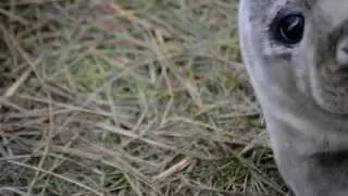 Grey Seal Pups