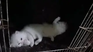 Veru ki 2no eyes pta nae kb khulay gi.. 2no ko cage k bahir ki duniya dikhayi..