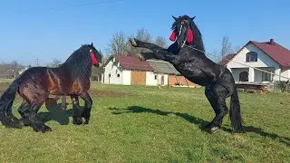 🎯📢🥁ЖЕРЕБЦІ НА ПАРОВКУ💪 ФАРАОН ТА ДОБРИНЯ💪🔥☄️