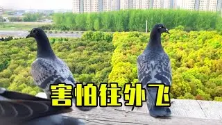 朋友們建議擴大降落台，我其實很擔心 #幽幽信鸽 #birds #鸽子 #pigeon #鴿舍