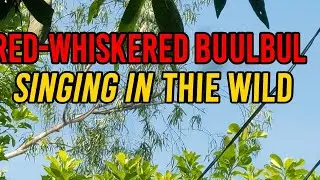 Morning Melodies of the Red-Whiskered Bulbul | Wild Bird Singing in Nature