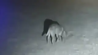 Shocking Footage: Bizarre Beast Caught on Camera! Not Your Average Backyard Visitor