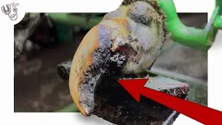 ПОМОГАЕМ ЭТОЙ КОРОВЕ С ОТСУТСТВУЮЩИМ КОПЫТОМ