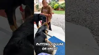 GSD VS BHOTIA 😂 #germanshepherd #bhotiadog #dogshorts