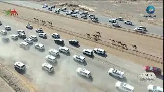 الشوط 1..((خنجر المؤسسات الذهبية + سيارة)) ( بروق )لهجن ام الزبار المضمر عبدالله علي الهاجري 9:17.33