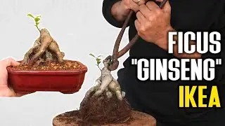 BONSAI Ficus Ikea 2023 - Ficus 