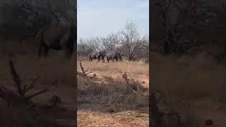 Mutsami Private Bush Lodge - Rhinos