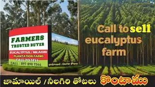 #eucalyptus #nature #motivation #jamoil #pulpwood #cultivation #paper #rythu_samacharam #indian