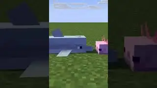 Axolotl VS Dolphin 😂 {Minecraft Animation}