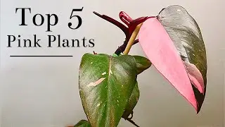Top 5 Pink Plants