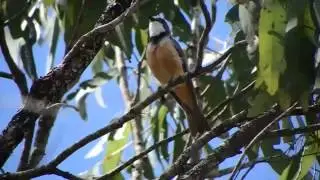Rufous Whistler (Pachycephala rufiventris)