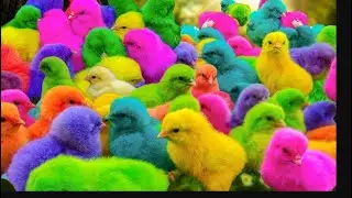 OMG! Colorful Baby Chicks Playing 😍🌈 CUTEST Animal Compilation