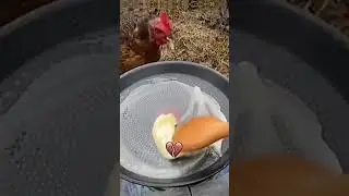 #Funny prank video#prankvideos #chicken#angry with chicken#viral #foryou #funny #ali #fun #prank