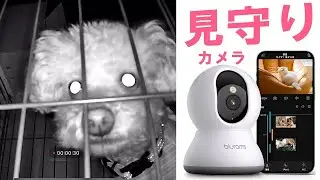 【2025最新】昼夜問わず鮮明にペットの様子を見守ることができる驚愕コスパ商品をご紹介します【blurams】