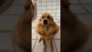 dog.exe has stopped working