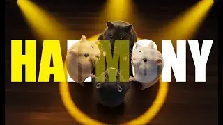 Ham Ham Harmony | MV 햄스터 아이돌 그룹 #musicvideo #kpop #hamster #햄스터