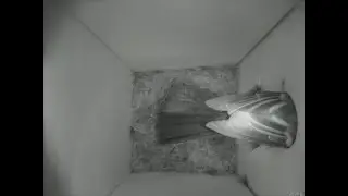 Nestbox 20180821/06:00 - 222 frames with movement