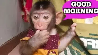 Baby monkey MONA just wake up in the morning.