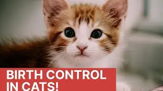 Birth control in cats