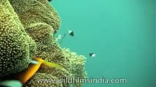 Explore the marine life of Indian Ocean