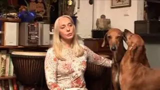 Tier Tv -Klasse Rasse AZAWAKH