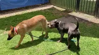 A677449 2 Year Old Belgian Malinois Found Rainbow Lagoons Long Beach
