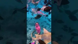 Swimming with Sharks and GIANT Stingrays!