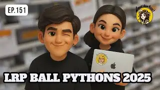 Обзор комнаты Dewdugdui_s EP.151 | LRP Ball Pythons 2025 👩🏻&zwj;❤️&zwj;👨🏻 #Dewdugdui #ballpython