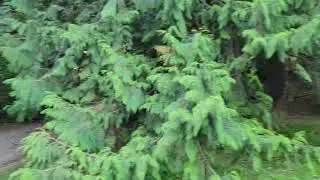 Walking around Alouette Lake, Maple Ridge BC 🇨🇦 2025