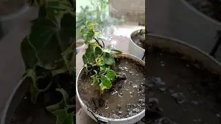 Ask about the address of my love and the answer will be &mdash; nature. 🥰#youtubeshorts #nature #plants