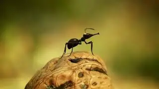 30 Fourmis a la noix Добраться до ядрышка