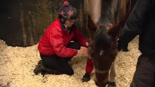 GAIL CARLISLE, groom to Hurricane Fly, at Willie Mullins yard