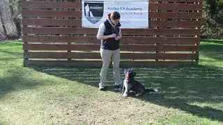 Starting your puppy, Lures to Basic Behaviors