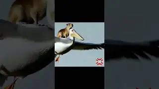 Okay i pull up capybara meme