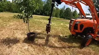 Planting Fruit Trees with the Kubota L2502 with front auger.  Using Irish Spring to keep deer away.