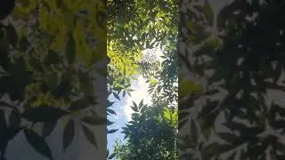 GreenLog - Green heals you :)