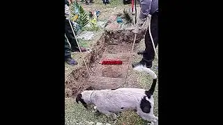 Este cachorro nunca saiu do lado do dono 💔🥹 #shorts #viral #viralizou #emocionante