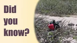 Great Frigatebird (Fregata minor)