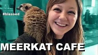 MEERKAT CAFE IN KOREA [ I HAVE BEEN BLESSED ] + SHEEP CAFE